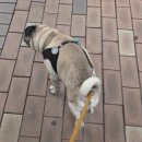 웁스 디테일링 | [광명/세차] 가성비 세차 홈카 출장세차 집안일 하면서 세차 받은 후기