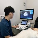 동탄 스케치 동물병원 | 동탄 산척동 동물병원 노령견 심부전 증상 케어 후기
