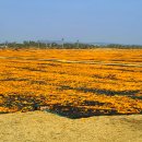 운석목장 이미지