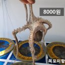 목포뻘낙지 이미지