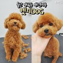 엣지Dog 이미지