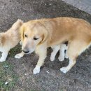 곰띠돈띠 이미지