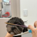 아로메리 이미지