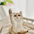 샤인모어 이미지