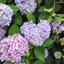 첼레스떼펜션 | 거제 가볼 만한 곳 [거제 파노라마 케이블카] 단체 관람 추천