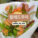 발레드무이 이미지