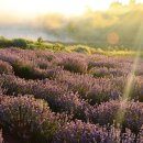 라벤더 이미지