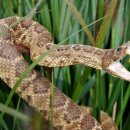 24시 대전동물의료센터 이미지