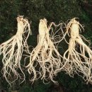 인삼광장 이미지