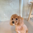 름자펫살롱 이미지