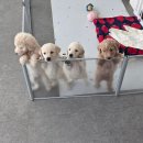 창원강아지분양 헬스독 애견입양 말티푸들포메라니안미니비숑 이미지