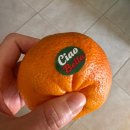 스타일치과기공(주) | | Favignana | 2월의 파비냐나, Calvino🍕, La Pinseria del Borgo 핀사, 오브제, 김치담그기, Sanremo