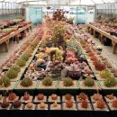 인수다육 이미지