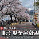 주례초등학교 | 쏟아질듯한 벚꽃으로 유명한 <개금 벚꽃길> 후기 및 개화율, 주차장