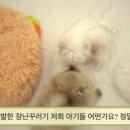 달링딜리버리 이미지