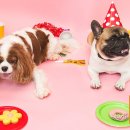 러브독애견카페 이미지