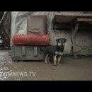 우크라이나군이 최전선서 구조한 강아지, 경비견으로 은혜 갚아 이미지