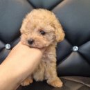 플레이독 남양주점 이미지