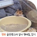 베스트동물병원 | 골든 햄스터 설사 웻테일 원충 감기 치료 특수동물 인천 동물병원 후기