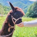 6월의 목장 이미지