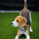 아이튼튼 동물병원 이미지