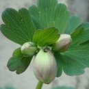 꽃봉우리 이미지