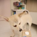 코리아 퍼피 | [제품리뷰]블랙독코리아 강아지펫밀크 후기🐶 물 잘 안 마시는 강아지 필수템! 후기,가격,정보