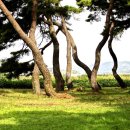 소나무숲 이미지