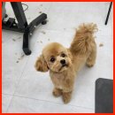 그린펫그루밍 이미지