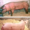 돼지고기 다이옥신 파문 (수입산) 이미지