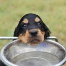 강아지나라동물병원 이미지