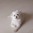 My Dog Skip 스킵이야기 이미지