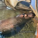 슈퍼스타멍 | 사천 실내 가볼만한곳 사천 아쿠아리움 하마 국내 3위급 규모