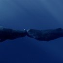 고래스크린 이미지