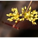 [꽃 전설] 산수유 (Cornus Officinalis) 이미지