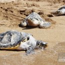 아쿠아플라넷 여수 이미지