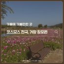창포원로 | [가을에 가볼만한 곳] 거창 창포원 — 10월 코스모스 &amp; 메밀꽃 절정, 자전거 타며 즐기는 힐링 정원