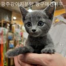 짱구 애견 하우스 | [광주/분양샵] 광주강아지분양 짱구애견하우스 분양 후에도 건강 체크가 가능했던 시스템