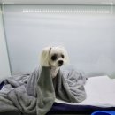 주안동물병원 이미지