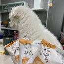 고맙수다감귤