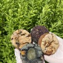 슈필하우제