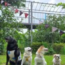 개멍물멍 이미지