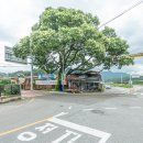[군위 여행]삼국유사 탄생지 이상의 자연미 돋보이는 감성 소도시, 군위 여행코스 :: 군위 가볼만한곳...