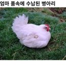 제너럴아이디어 할인, 말차 마카롱, 에그타르트, 떡볶퀸 사과떡볶이!.. 일상