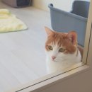 성심고가 ↔ 역곡고가 | 고양이호텔 윤집사 호텔링 리얼후기(부천,시흥,인천,구로)