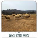 마골산화장실 | 울산 가볼만한 곳 울산양떼목장 가족 나들이로 딱인 곳