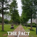 완도군청 가로수 이미지