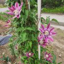 클레마티스 이미지