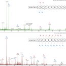 중학생들과의 파트너십을 통한 새로운 고리형 리포뎅시펩타이드 오파마이드(Opamide) N 발견 이미지