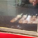대구 동성로 닭꼬치 1등 수제 숯불꼬지맛집 : 꼬지짱 내돈내산 솔직후기